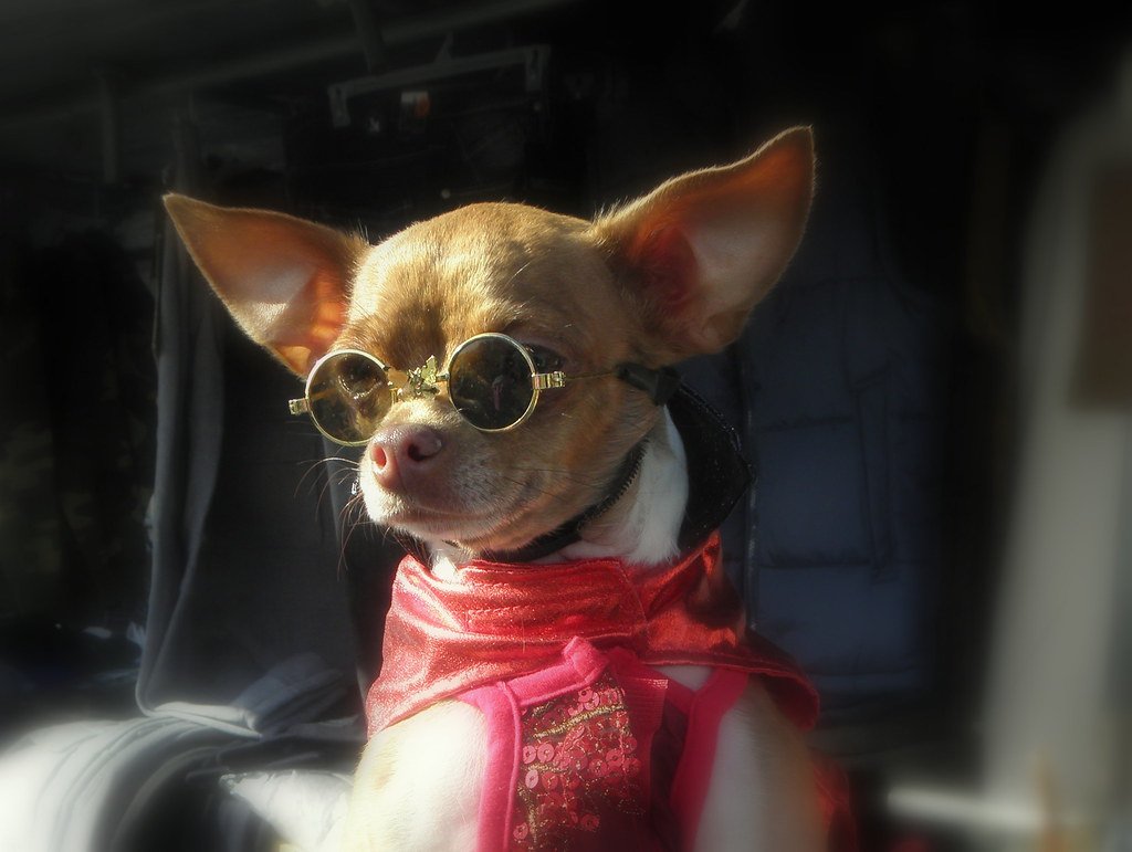 little dog with glasses