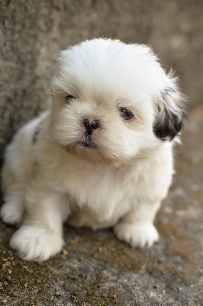 White and Black Shih Tzu Puppy