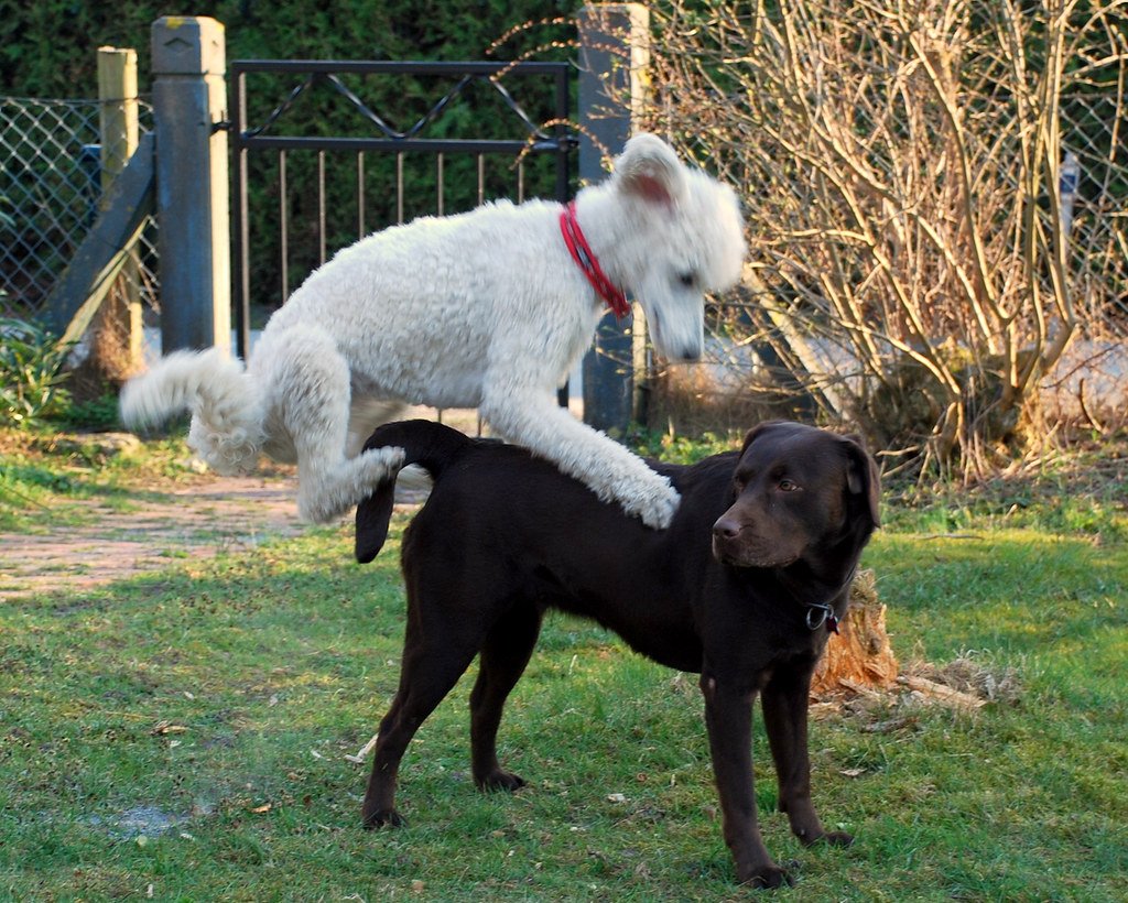 Poodle jumps on other dog