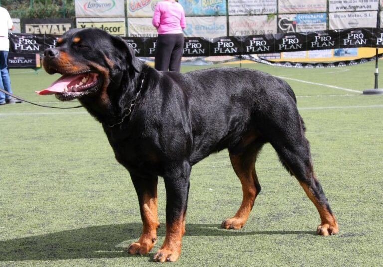 I Exposición Monográfica Club Rottweiler de España - Santa Brigida - Gran Canaria.