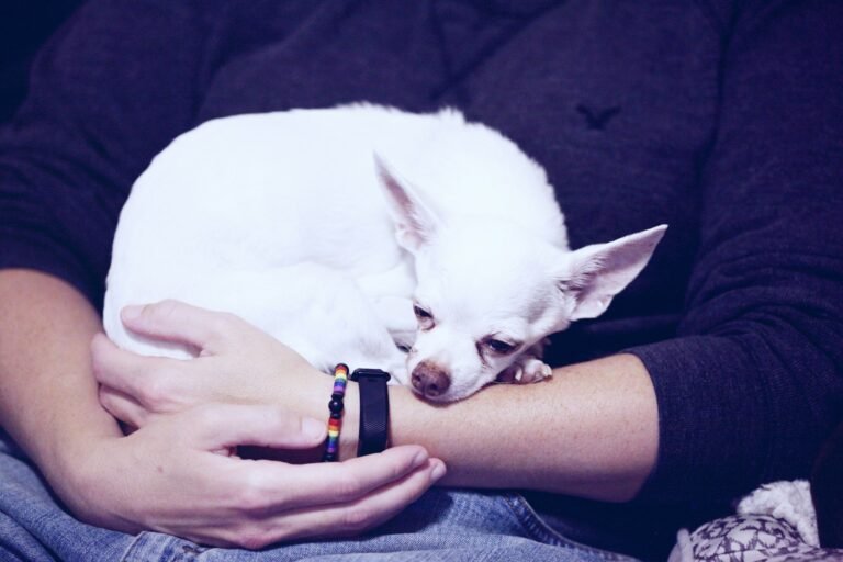 person holding white dog