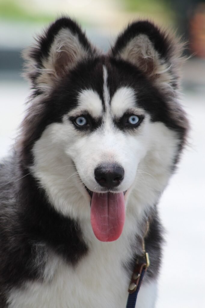 beautiful eyes, siberian husky, dog portrait