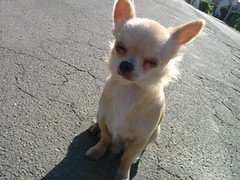 Chihuahua on street