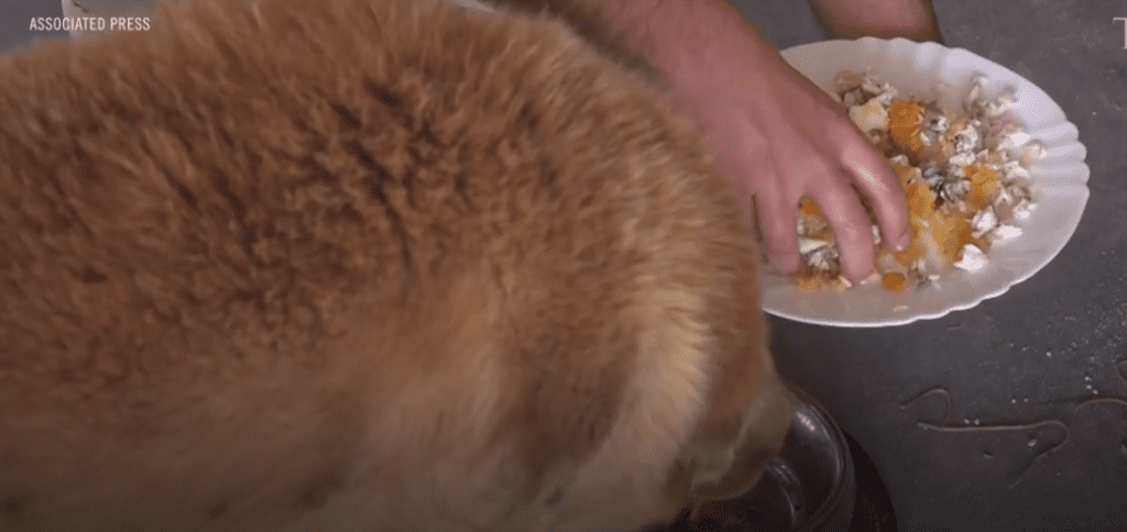 Bobi dog being fed from bowl