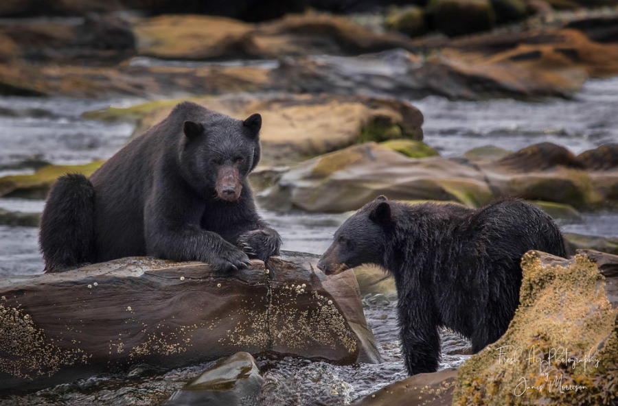 black bears in river