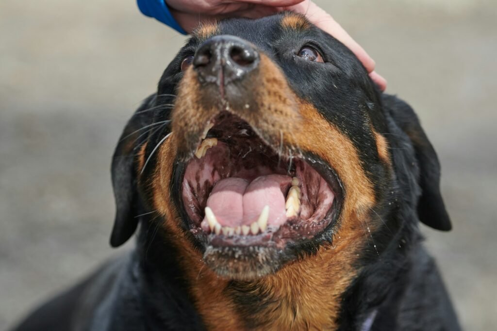 a close up of a person petting a dog