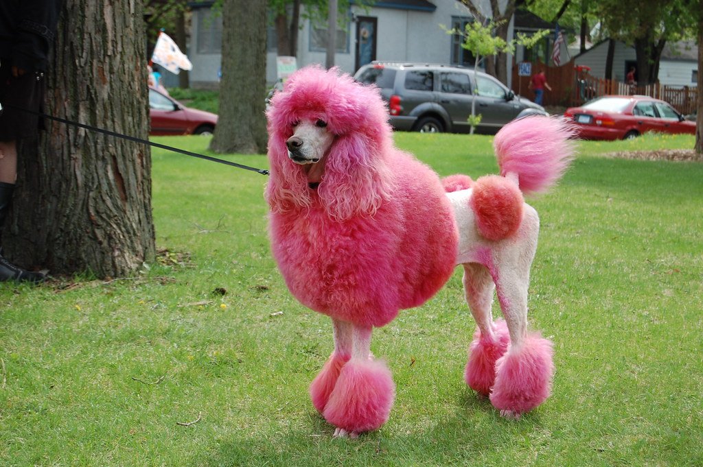 A Very Pink Poodle