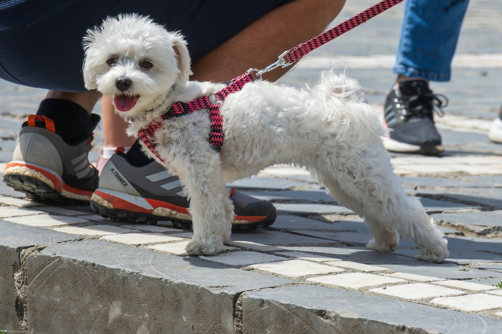 a small white dog wearing a red leash