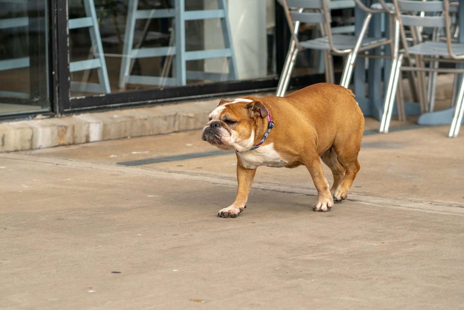 a brown and white dog standing on top of a sidewalk