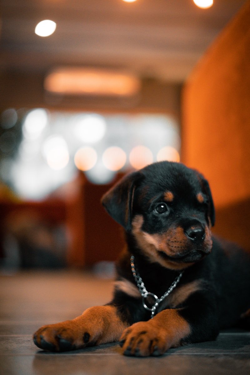 black and tan rottweiler puppy