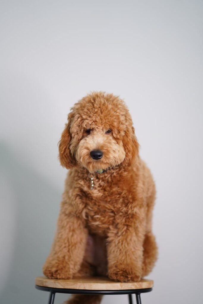 A Goldendoodle on a Stool