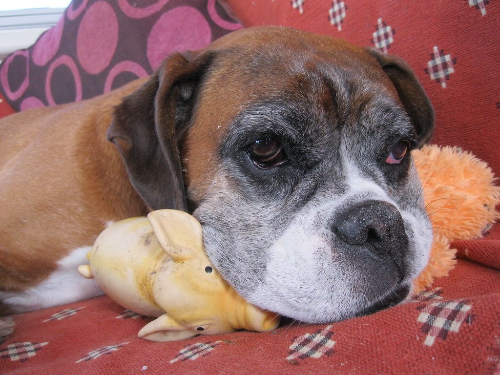 dog resting with toy