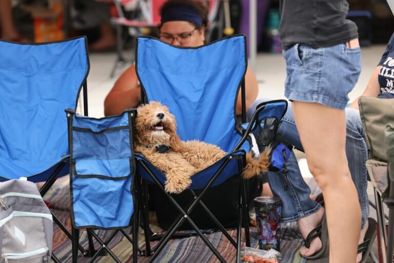 Dog on Blue Folding Chair