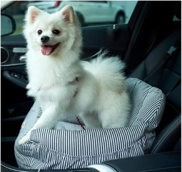 white dog on seat