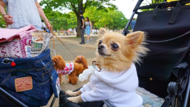 tiny dog in stroller
