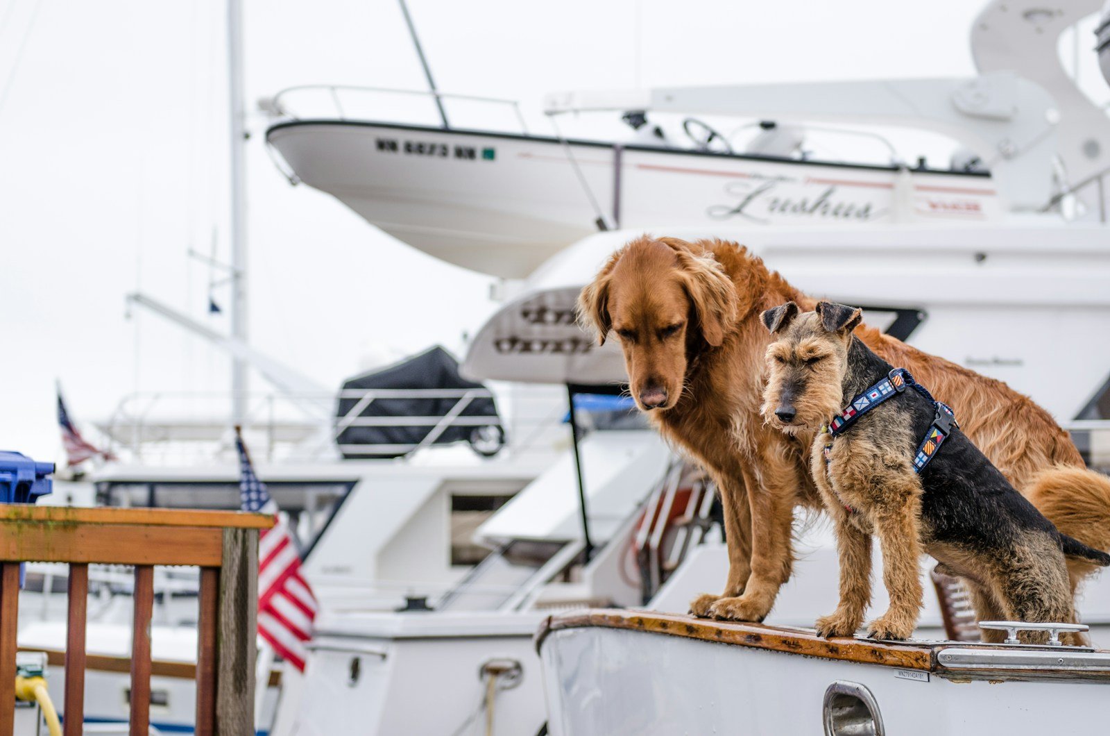 long-coated brown dog on white boat teaching how to sit