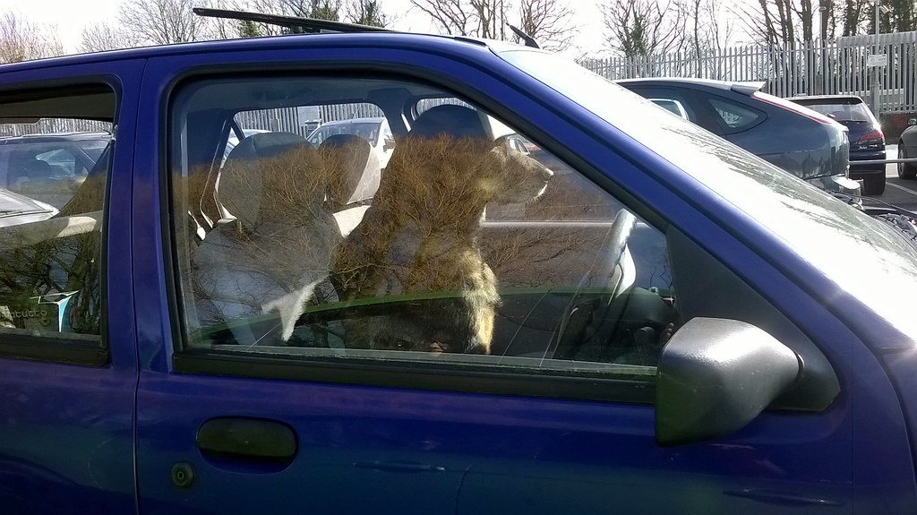 dog in car