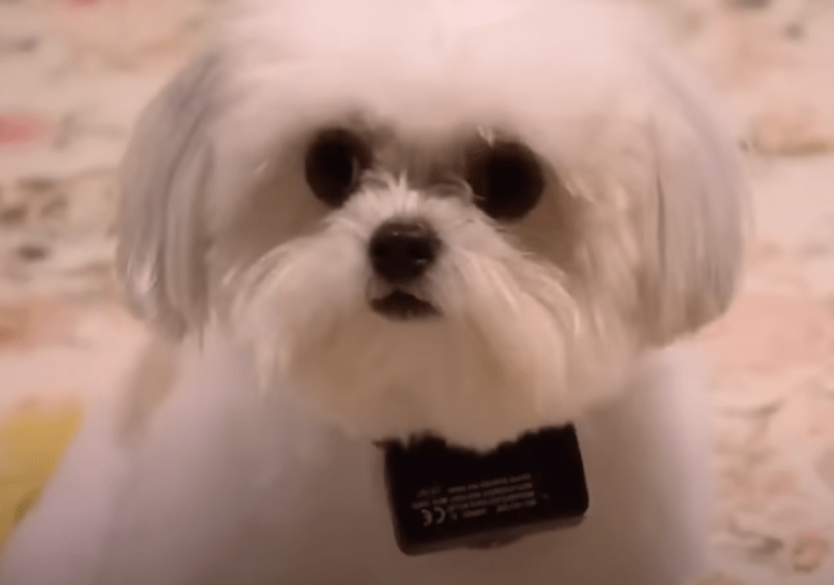small white dog with shock collar