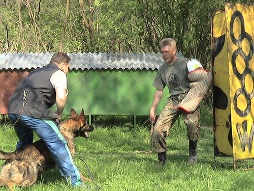 german shepherd training