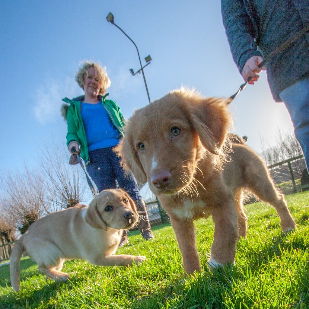 puppy training