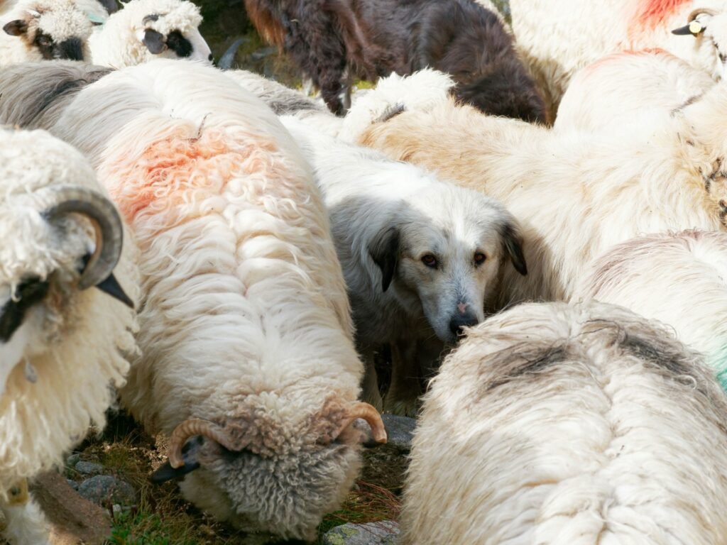 a herd of sheep standing next to each other