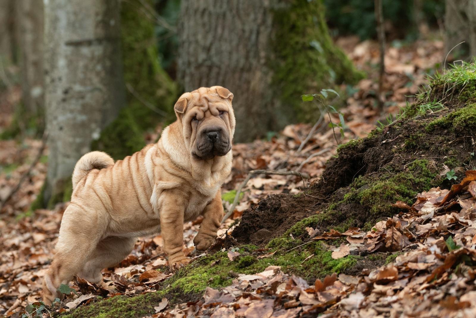 Shar Pei Dog in Forest