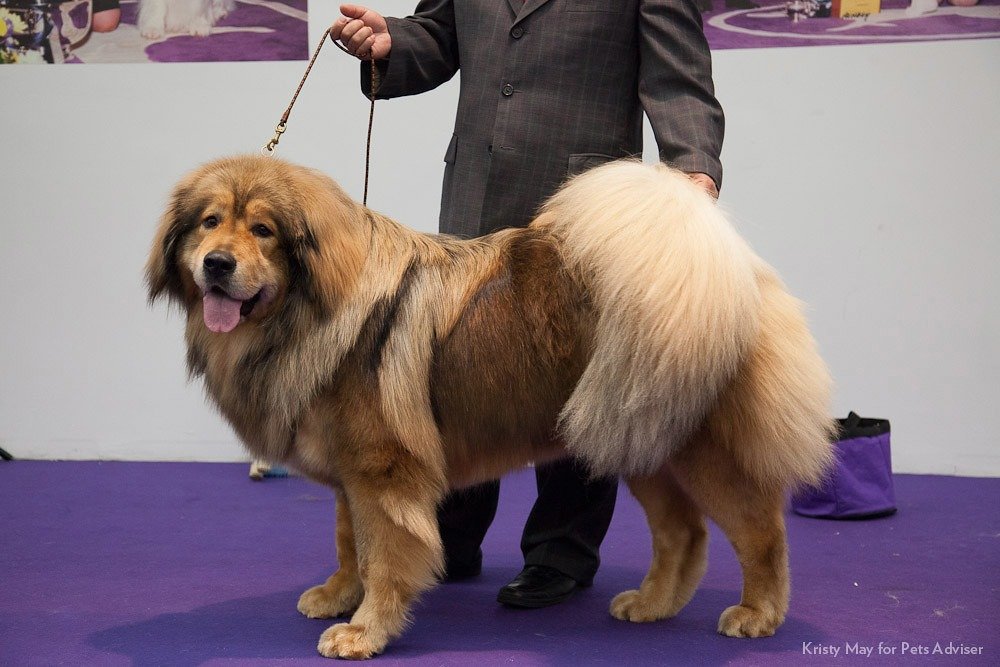 show dog